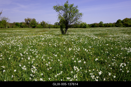 Basakert, Babócsa-stock-foto