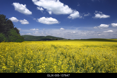 Virágzó repcemező a Cserhátban-stock-foto