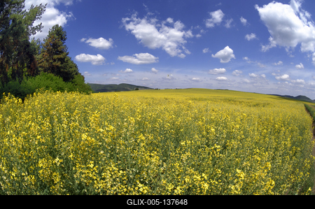 Virágzó repcemező a Cserhátban-stock-foto