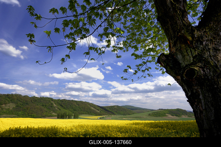 Virágzó repcemező a Cserhátban-stock-foto