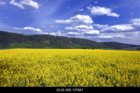 Virágzó repcemező a Cserhátban-stock-foto