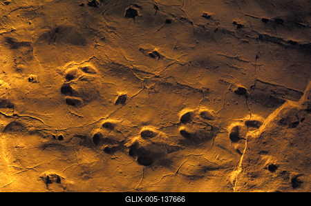 Ipolytarnóc, ősállati lábnyomok-stock-foto