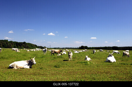 Szürkemarhák Őriszentpéter határában-stock-foto