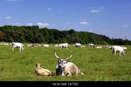 Szürkemarhák Őriszentpéter határában-stock-foto