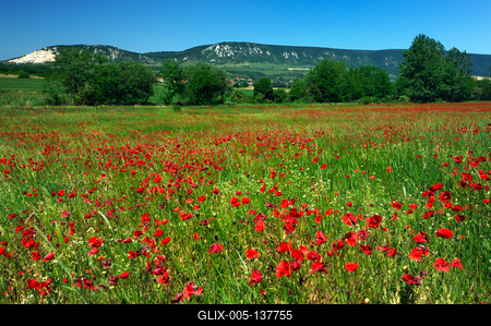 Pipacsmező Kesztölc határában-stock-foto