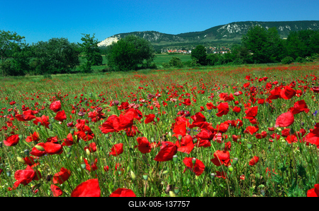 Pipacsmező Kesztölc határában-stock-foto