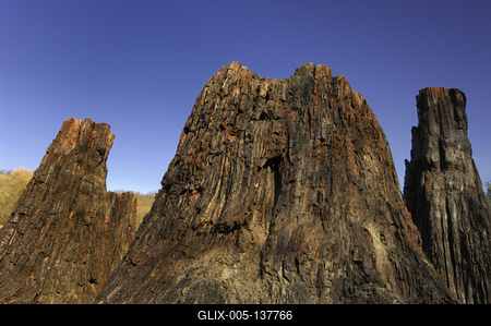 Ipolytarnóc, ősfenyő maradványok-stock-foto