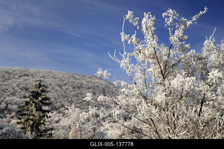 Zúzmarás erdő Somoskő környékén-stock-foto