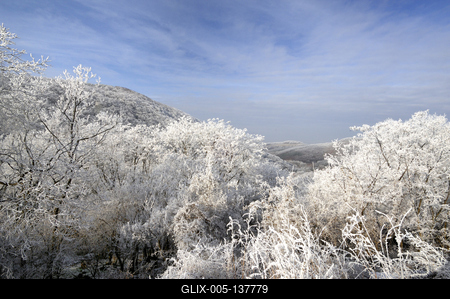 Zúzmarás erdő Somoskő környékén-stock-foto