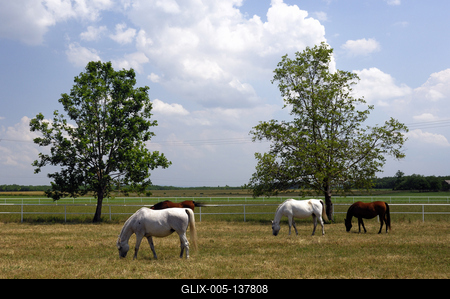 A bábolnai ménes-stock-foto