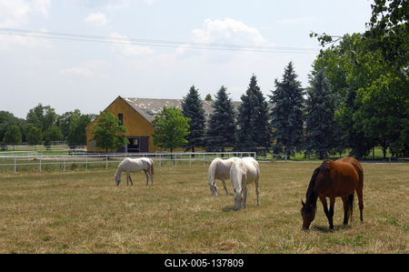 A bábolnai ménes-stock-foto