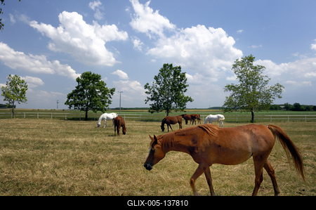 A bábolnai ménes-stock-foto