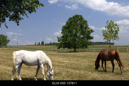 A bábolnai ménes-stock-foto