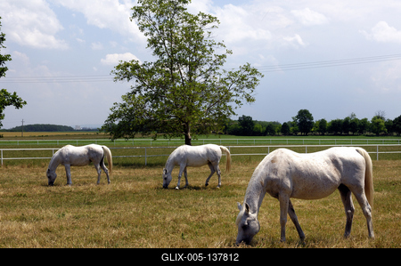 A bábolnai ménes-stock-foto