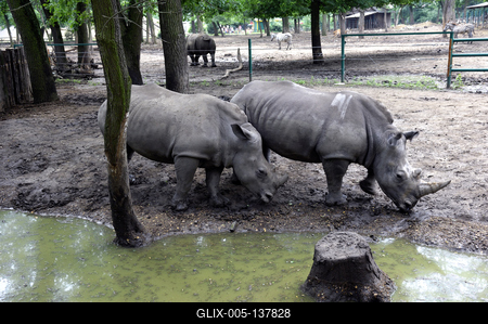 Nyíregyházi Állatpark (Sóstó ZOO)-stock-foto