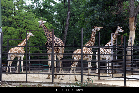 Nyíregyházi Állatpark (Sóstó ZOO)-stock-foto
