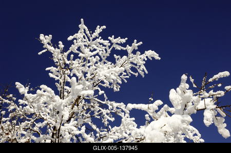 Hollókő, hóval fedett faágak-stock-foto