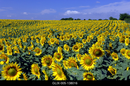 Virágzó napraforgómező-stock-foto