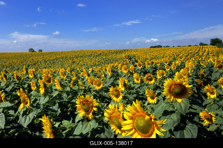 Virágzó napraforgómező-stock-foto