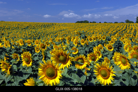Virágzó napraforgómező-stock-foto