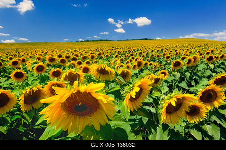 Virágzó napraforgómező-stock-foto