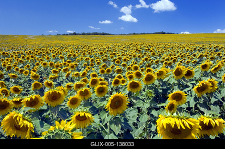 Virágzó napraforgómező-stock-foto