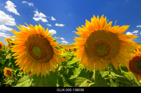 Virágzó napraforgómező-stock-foto