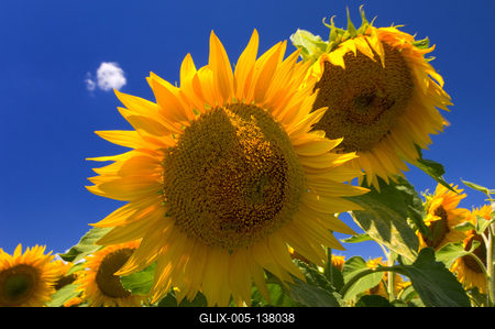 Virágzó napraforgómező-stock-foto