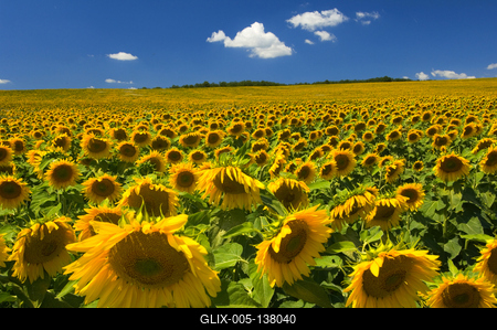 Virágzó napraforgómező-stock-foto