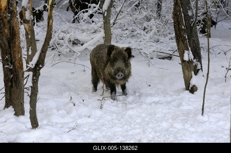 Somoskői Vadaspark-stock-foto