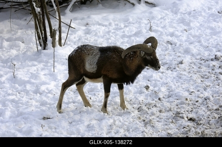 Somoskői Vadaspark-stock-foto