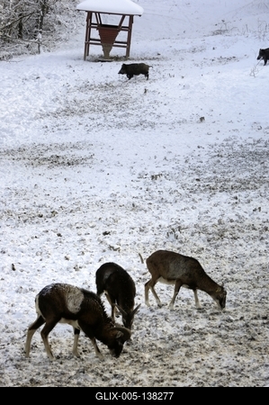 Somoskői Vadaspark-stock-foto