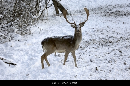 Somoskői Vadaspark-stock-foto