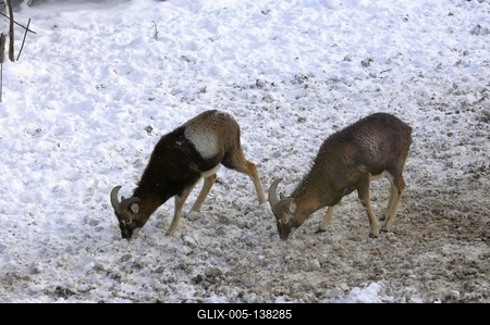 Somoskői Vadaspark-stock-foto