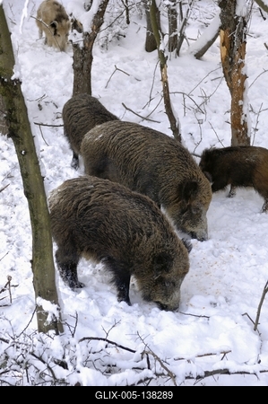 Somoskői Vadaspark-stock-foto