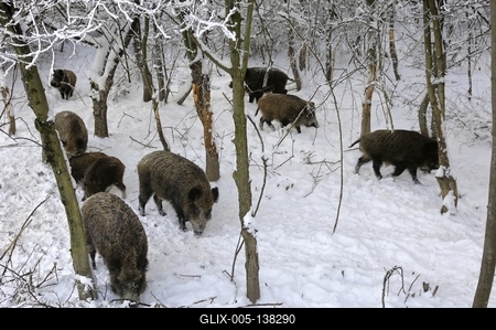 Somoskői Vadaspark-stock-foto
