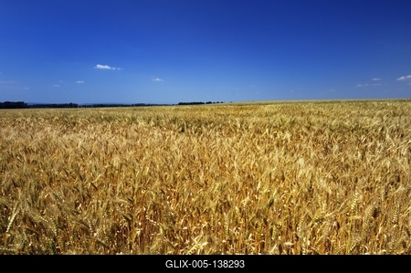 Búzatábla Fertőszéplak határában-stock-foto