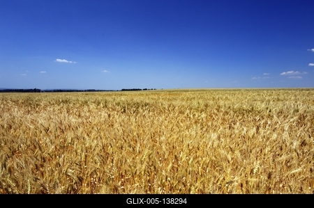Búzatábla Fertőszéplak határában-stock-foto