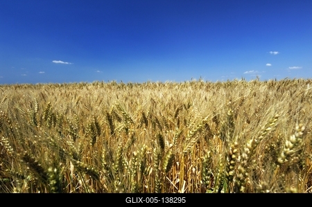Búzatábla Fertőszéplak határában-stock-foto