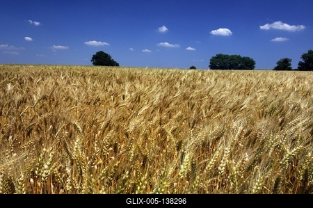 Búzatábla Fertőszéplak határában-stock-foto