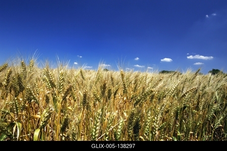 Búzatábla Fertőszéplak határában-stock-foto