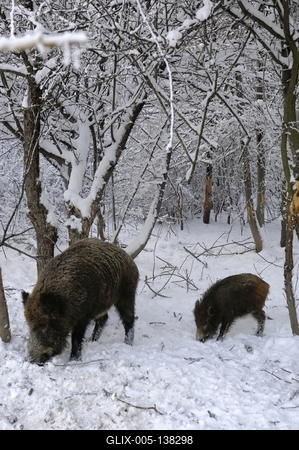 Somoskői Vadaspark-stock-foto