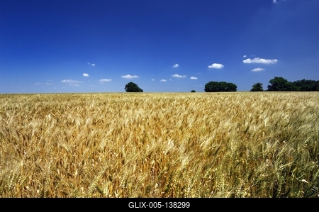 Búzatábla Fertőszéplak határában-stock-foto