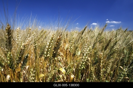 Búzatábla Fertőszéplak határában-stock-foto