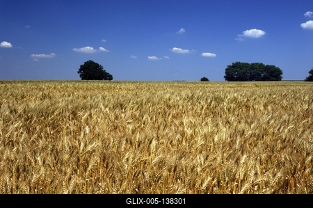 Búzatábla Fertőszéplak határában-stock-foto