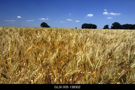 Búzatábla Fertőszéplak határában-stock-foto