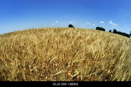 Búzatábla Fertőszéplak határában-stock-foto