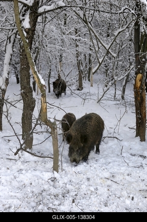 Somoskői Vadaspark-stock-foto