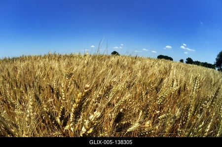 Búzatábla Fertőszéplak határában-stock-foto