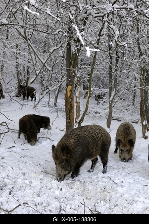 Somoskői Vadaspark-stock-foto
